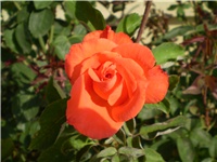 0fbbf4f8-Picture 2606.jpg